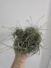 Air plants big for sale  Opa Locka