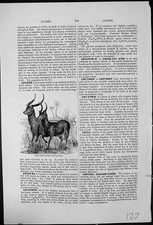 Antique old print for sale  UK