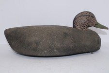 Rare spotted duck for sale  Bowling Green
