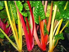 Swiss chard rainbow for sale  VENTNOR