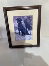 Labrador type dogs for sale  SCARBOROUGH
