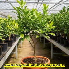 Navel orange tree for sale  Vero Beach