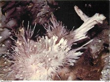 Minerals aragonite bouquet d'occasion  Expédié en Belgium
