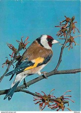 Animaux oiseaux carduelis d'occasion  Fruges