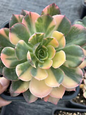 Echeveria prima donna for sale  Ireland