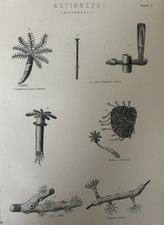 Antique coral print for sale  TORRINGTON