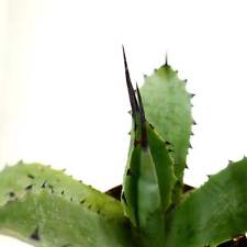 Agave subsimplex strong usato  Napoli
