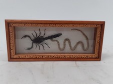 real scorpion for sale  RUGBY