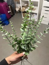 Künstliches eukalyptus deko gebraucht kaufen  Reken
