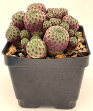 Sulcorebutia rauschii violacid for sale  Jacksonville