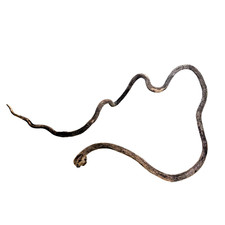 Snake shaped natural d'occasion  Expédié en Belgium