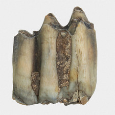 Fossil bos molar gebraucht kaufen  Lorsch