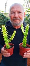 Euphorbia trigona mint usato  Pomezia