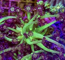 Glitter bomb goniopora for sale  Forest Hills
