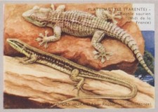 Tarentola mauri tani usato  Spedire a Italy