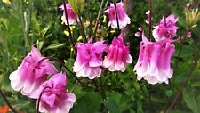 Aquilegia petticoat pink. for sale  BELPER