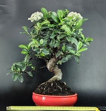 Agazzino bonsai pyracantha usato  Cison di Valmarino