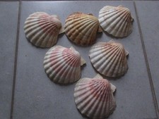 Coquilles jacques naturelles d'occasion  Niort