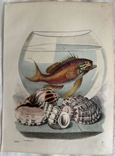 Incisione pesce boccia usato  Foligno