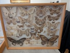 Entomologie schaukasten schmet gebraucht kaufen  Dortmund