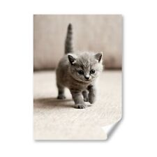 British shorthair blue for sale  SELBY