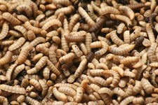 Grown live calci for sale  WISBECH