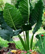 Seedlings borneo giant for sale  Fountain Valley