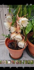 Brahma kamal queen for sale  WEMBLEY