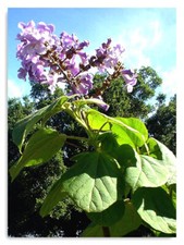 7litre size paulownia for sale  OXFORD