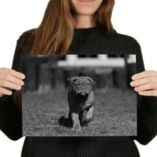 Bordeaux mastiff puppy for sale  SELBY