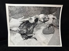 Original cockfighting roosters for sale  SIDCUP