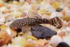 Free cho bristlenose for sale  Winchester