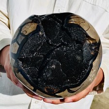 10.25lb natural turtle for sale  Burlington
