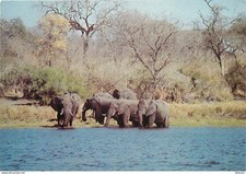 Animaux eléphants zimbabwe d'occasion  Fruges