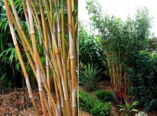 Bambusa alphonse karr for sale  Hawthorne