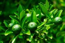 Dwarf lime tree for sale  Russell