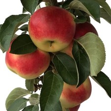 Säulenapfel starline fire gebraucht kaufen  Detmold