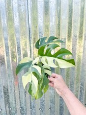 potted monstera for sale potted monstera for sale Homestead
