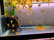 angel fish for sale angel fish for sale Massapequa Park