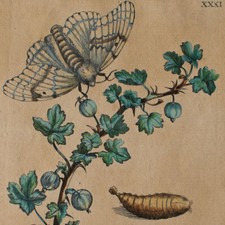 Maria sibylla merian gebraucht kaufen  Berlin