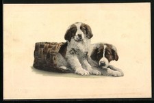 Junge bernhardiner einem gebraucht kaufen  Berlin