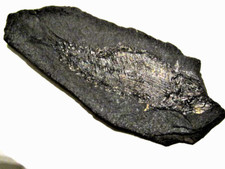 Schöner fossiler fisch gebraucht kaufen  Gößnitz