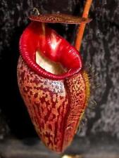 Semi nepenthes talangensis usato  Trappeto