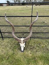 Real taxidermy kudu for sale  SOLIHULL