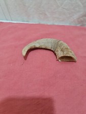 Sheep horn ram for sale  STOKE-ON-TRENT