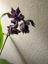 Orchid plants zigo for sale  Las Vegas
