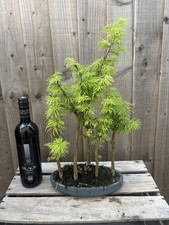 Bonsai tree forest for sale  PERSHORE