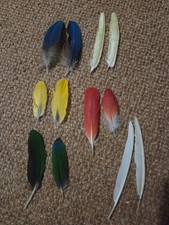 Naturally moulted parrot for sale  HORNCASTLE