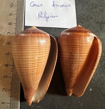 Collection coquillage conus d'occasion  Champigny-sur-Marne
