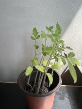 Tomato moneymaker plug for sale  LONDON
